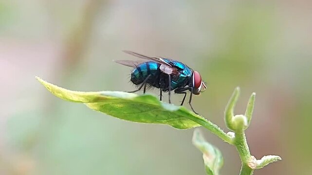 Calliphora vomitoria, also known as the aro or blue langau, is a species of langau in the family Calliphoridae. This species is the type species of the genus Calliphora. Insect macro video.