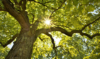 Fototapeta premium Sunny Canopy Upward view of a large tree with sun shining through green leaves, textured bark, and sky