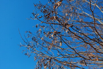 shavings hanging on the bean tree dry