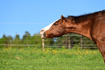 Abwehrschütteln. Braunes Pferd wehrt schüttelnd Insekten ab