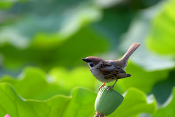 bird