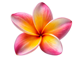 frangipani flower isolated on white