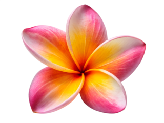 frangipani flower isolated on white