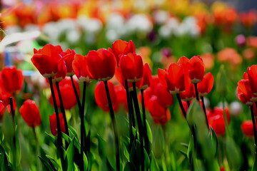 Obraz premium flower