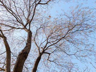 Bottom view of a trees in a forest