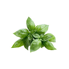 Fresh Green Basil Sprig with Water Droplets Isolated on Black Background