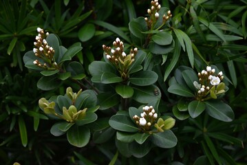 Rhaphiolepis indica (Yeddo hawthorn) flowers. Rosaceae evergreen shrub. It grows near the coast in...