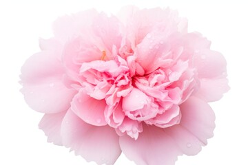 Fototapeta premium pink peony flower, highlighting its lush, ruffled petals and soft, pastel pink tones. The flower appears fresh and vibrant