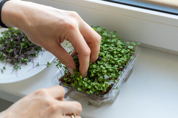 Woman cuts of the micro greens in the plastic container. Healthy eating