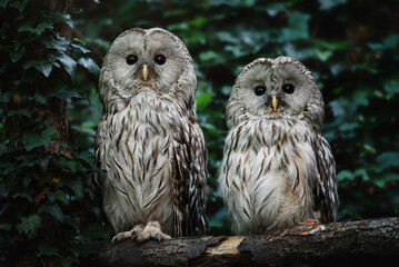Ural owl (Strix uralensis) sitting on the branch two owl