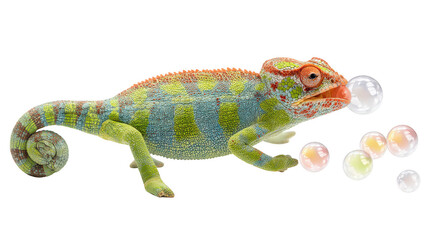 Obraz premium A colorful chameleon walks towards bubbles floating in the air isolated against a clean white background.