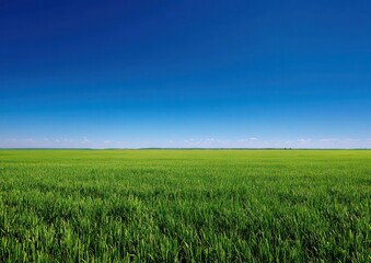 Naklejka premium Vast green field under a clear blue sky.