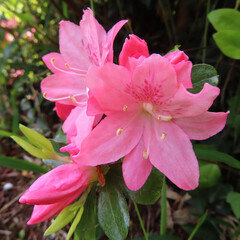 日本で春にツツジが白やピンクの花を咲かせています