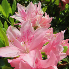 日本で春にツツジが白やピンクの花を咲かせています