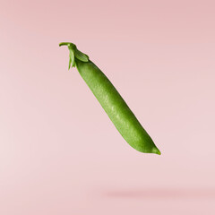 Fresh raw ripe Pods of Green Peas falling in the air isolated on pink background. Food levitation...