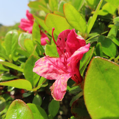 日本で春にツツジが白やピンクの花を咲かせています