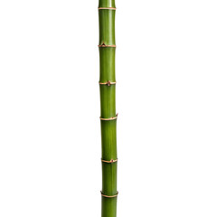 Fototapeta premium Bamboo stalk isolated on a transparent background