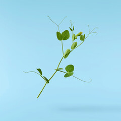 Fresh leaves of Green Peas falling in the air isolated on blue background. Food levitation or zero gravity conception