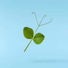 Fresh leaves of Green Peas falling in the air isolated on blue background. Food levitation or zero...