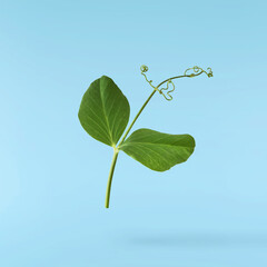 Fresh leaves of Green Peas falling in the air isolated on blue background. Food levitation or zero...
