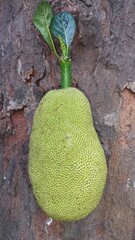 Jackfruit 


is the national fruit of Bangladesh. It is very delicious to eat.