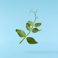 Fresh leaves of Green Peas falling in the air isolated on blue background. Food levitation or zero...