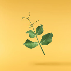 Fresh leaves of Green Peas falling in the air isolated on yellow background. Food levitation or...