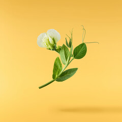 Fresh leaves and flowers of Green Peas falling in the air isolated on yellow background. Food...