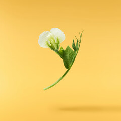 Fresh leaves and flowers of Green Peas falling in the air isolated on yellow background. Food...