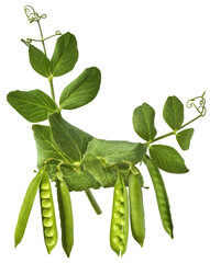 Fresh raw ripe Pods of Green Peas falling in the air isolated on white background. Food levitation...