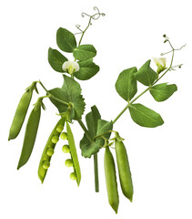 Fresh raw ripe Pods of Green Peas falling in the air isolated on white background. Food levitation...