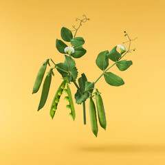 Fresh raw ripe Pods of Green Peas falling in the air isolated on yellow background. Food levitation...