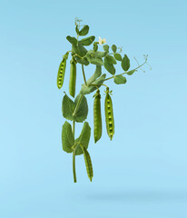 Fresh raw ripe Pods of Green Peas falling in the air isolated on blue background. Food levitation...