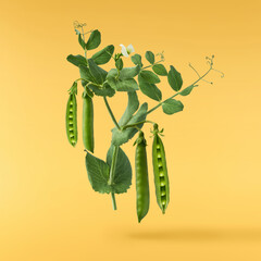 Fresh raw ripe Pods of Green Peas falling in the air isolated on yellow background. Food levitation...