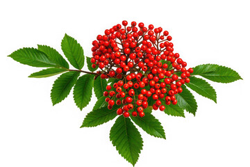 Australian Mountain Ash Tree Isolated on White Background for Stock Photography

