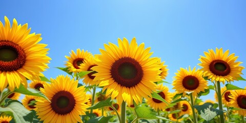 Fototapeta premium Vibrant sunflowers under a brilliant blue summer sky, bright, floral
