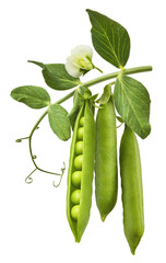 Fresh raw ripe Pods of Green Peas falling in the air isolated on white background. Food levitation or zero gravity conception