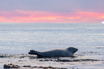 Seals in the beach of Ytri-tunga in Snaefellsnes peninsula (Iceland)