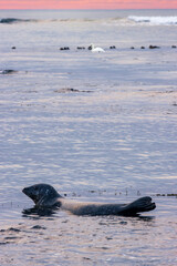 Fototapeta premium Seals in the beach of Ytri-tunga in Snaefellsnes peninsula (Iceland)