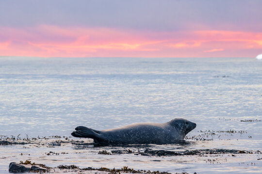 Seals in the beach of Ytri-tunga in Snaefellsnes peninsula (Iceland)