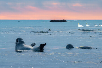 Seals in the beach of Ytri-tunga in Snaefellsnes peninsula (Iceland)