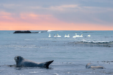 Seals in the beach of Ytri-tunga in Snaefellsnes peninsula (Iceland)