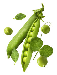 Fresh raw ripe Pods of Green Peas falling in the air isolated on white background. Food levitation...