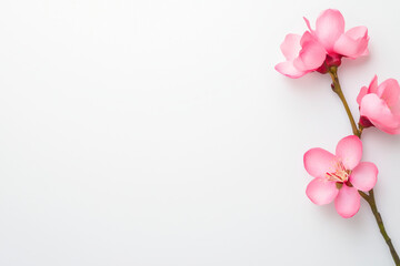 Fototapeta premium Delicate pink flowers with soft petals on a clean white background.