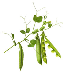 Fresh raw ripe Pods of Green Peas falling in the air isolated on white background. Food levitation...