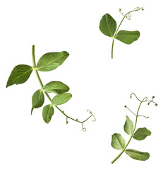 Fresh leaves of Green Peas falling in the air isolated on white background. Food levitation or zero...
