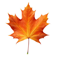 Fototapeta premium a simple maple isolated on white background