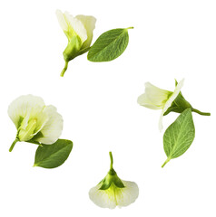 Fresh leaves and flowers of Green Peas falling in the air isolated on white background. Food...