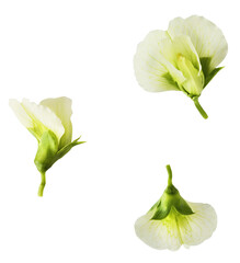 Fresh leaves and flowers of Green Peas falling in the air isolated on white background. Food...