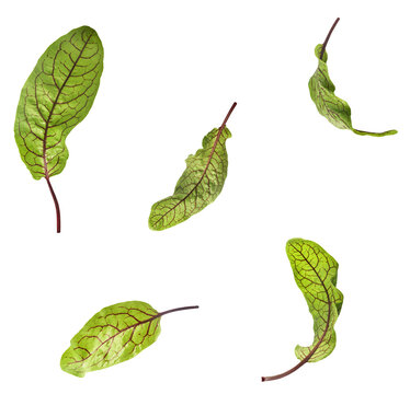 Fresh Red Veined Sorrel leaves or rumex sanguines falling in the air isolated on white background